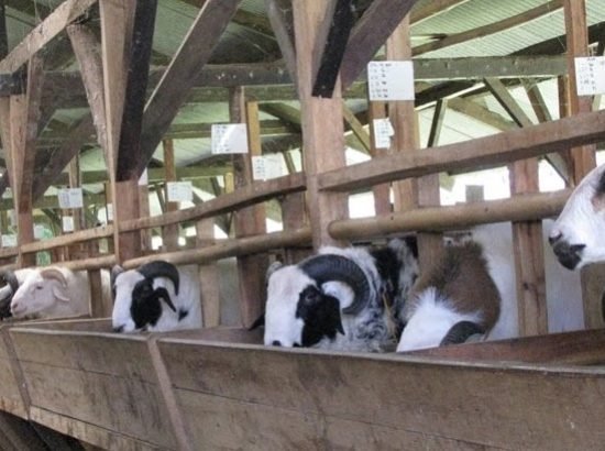 Ternak-Domba-di-Ciamis